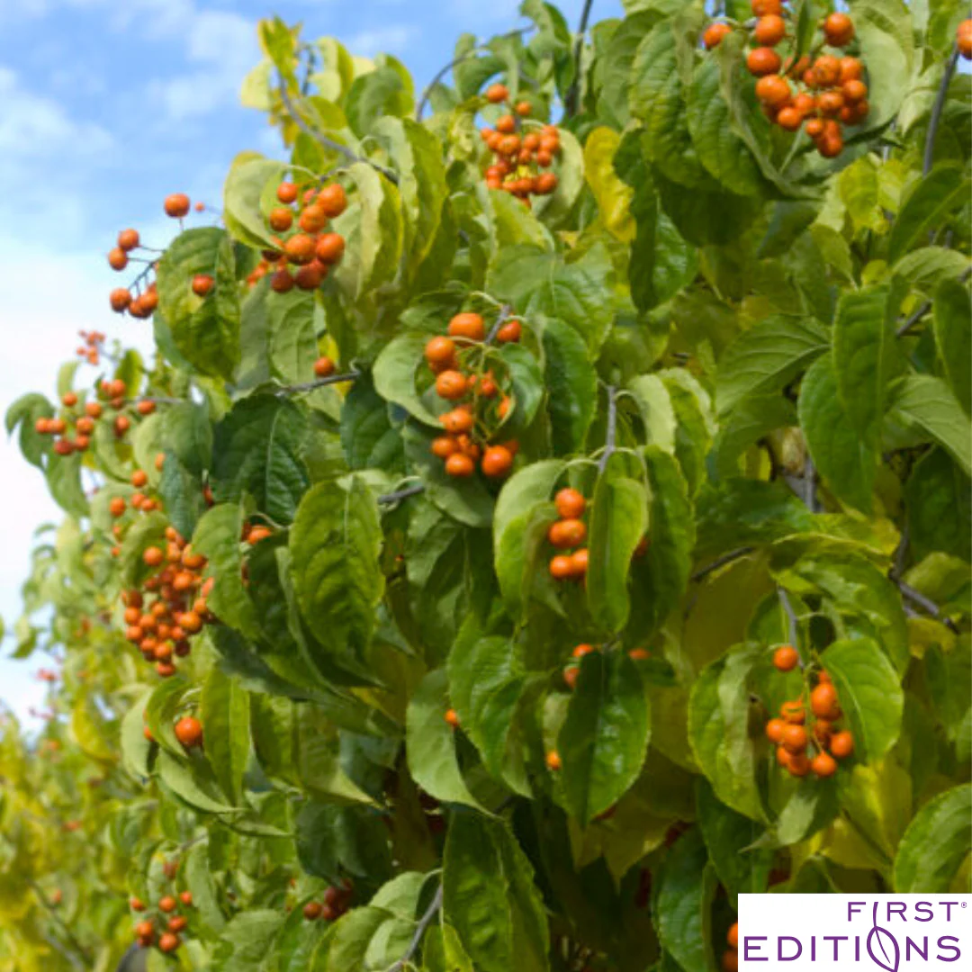 Autumn Revolution Bittersweet | Celastrus scandens 'Bailumn' - Image 5