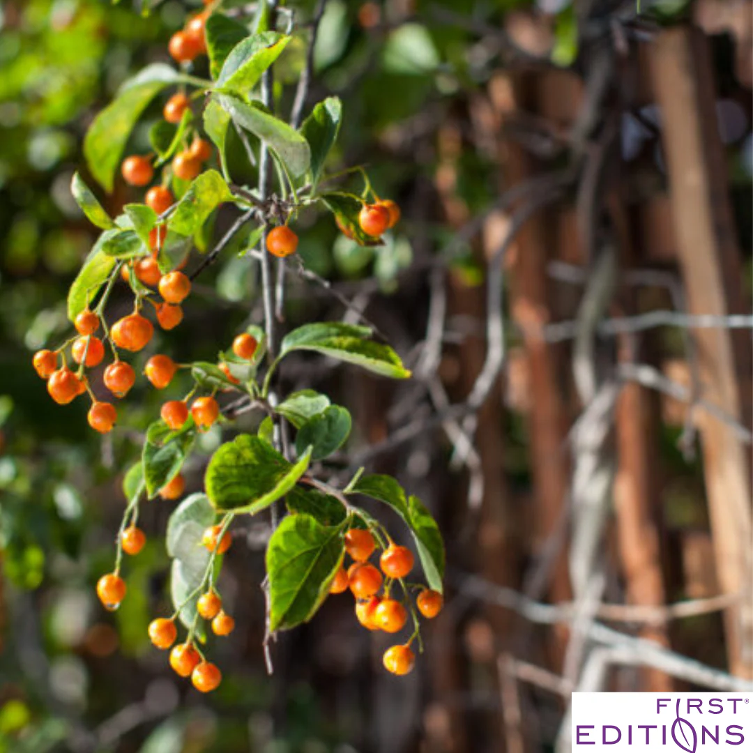 Autumn Revolution Bittersweet | Celastrus scandens 'Bailumn' - Image 7