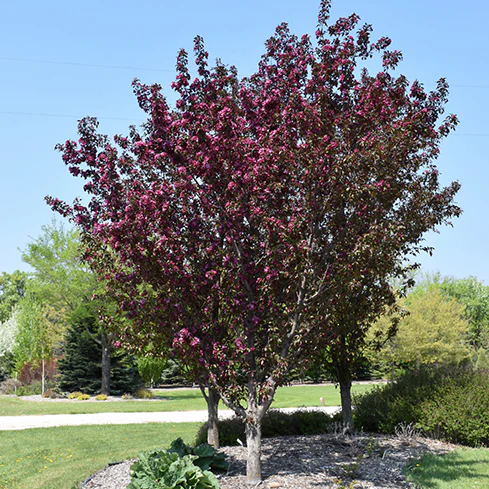 Gladiator Crabapple | Malus x adstringens 'Durleo' - Image 3