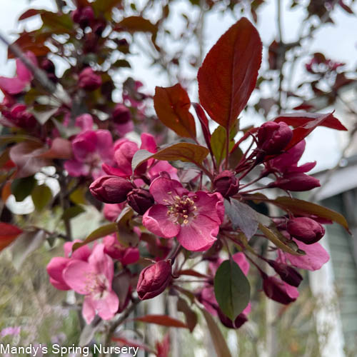 Gladiator Crabapple | Malus x adstringens 'Durleo' - Image 4