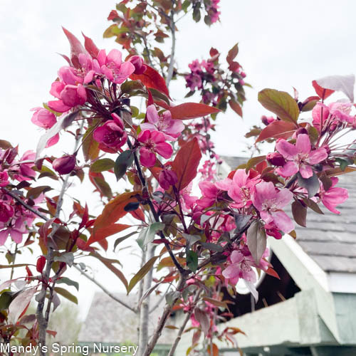Gladiator Crabapple | Malus x adstringens 'Durleo' - Image 5