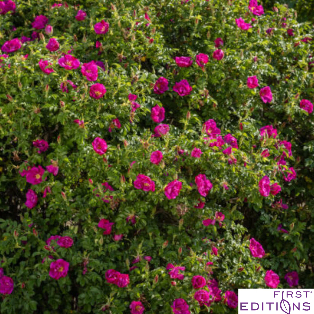 Lotty's Love Rugosa Rose | Rosa rugosa - Image 10