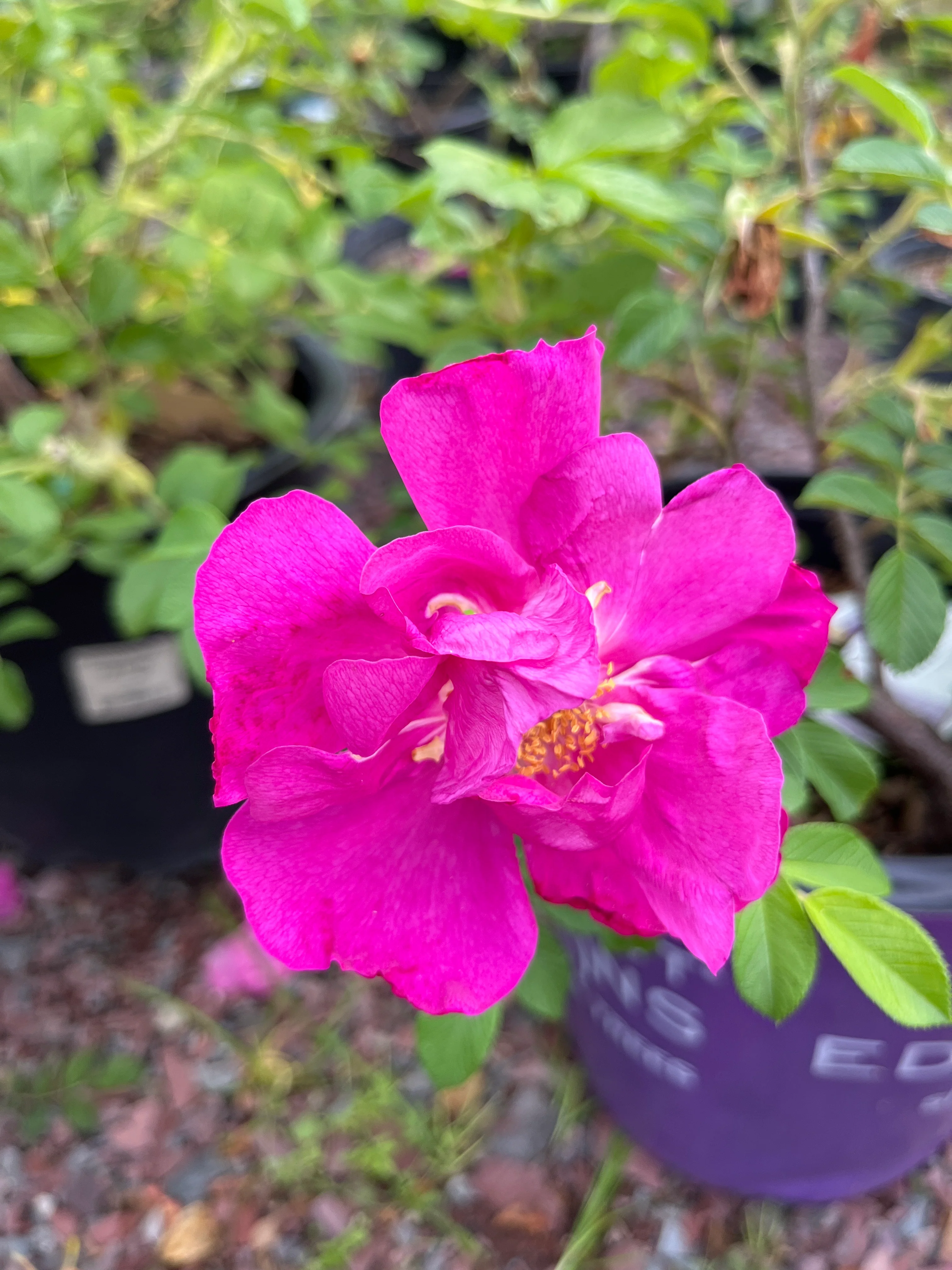 Lotty's Love Rugosa Rose | Rosa rugosa - Image 11