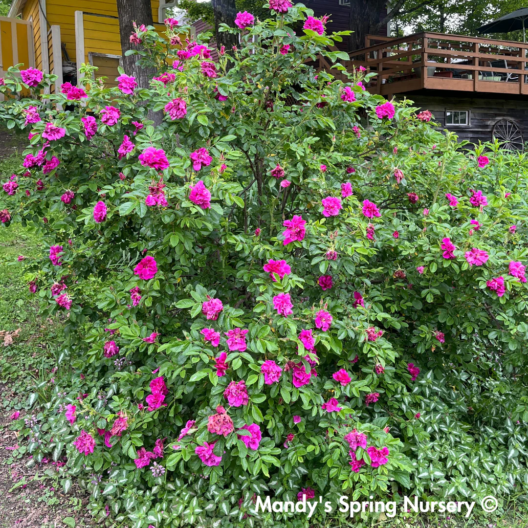 Lotty's Love Rugosa Rose | Rosa rugosa - Image 3