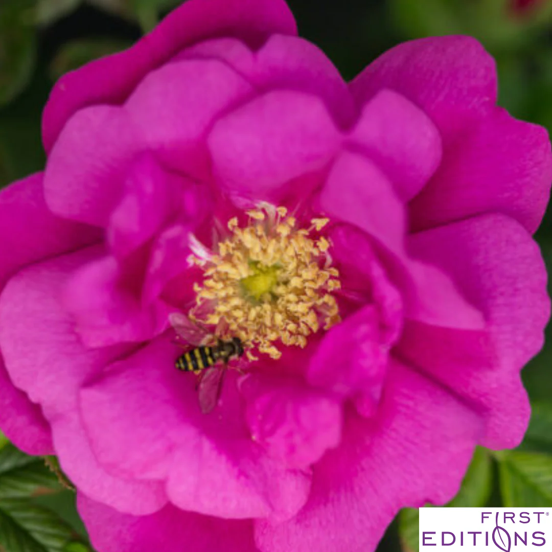 Lotty's Love Rugosa Rose | Rosa rugosa - Image 4