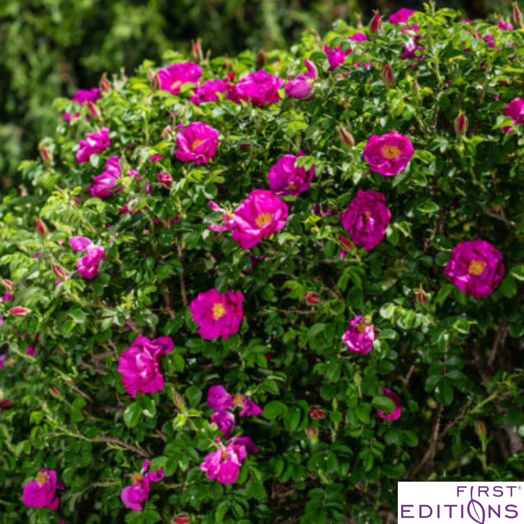 Lotty's Love Rugosa Rose | Rosa rugosa - Image 5
