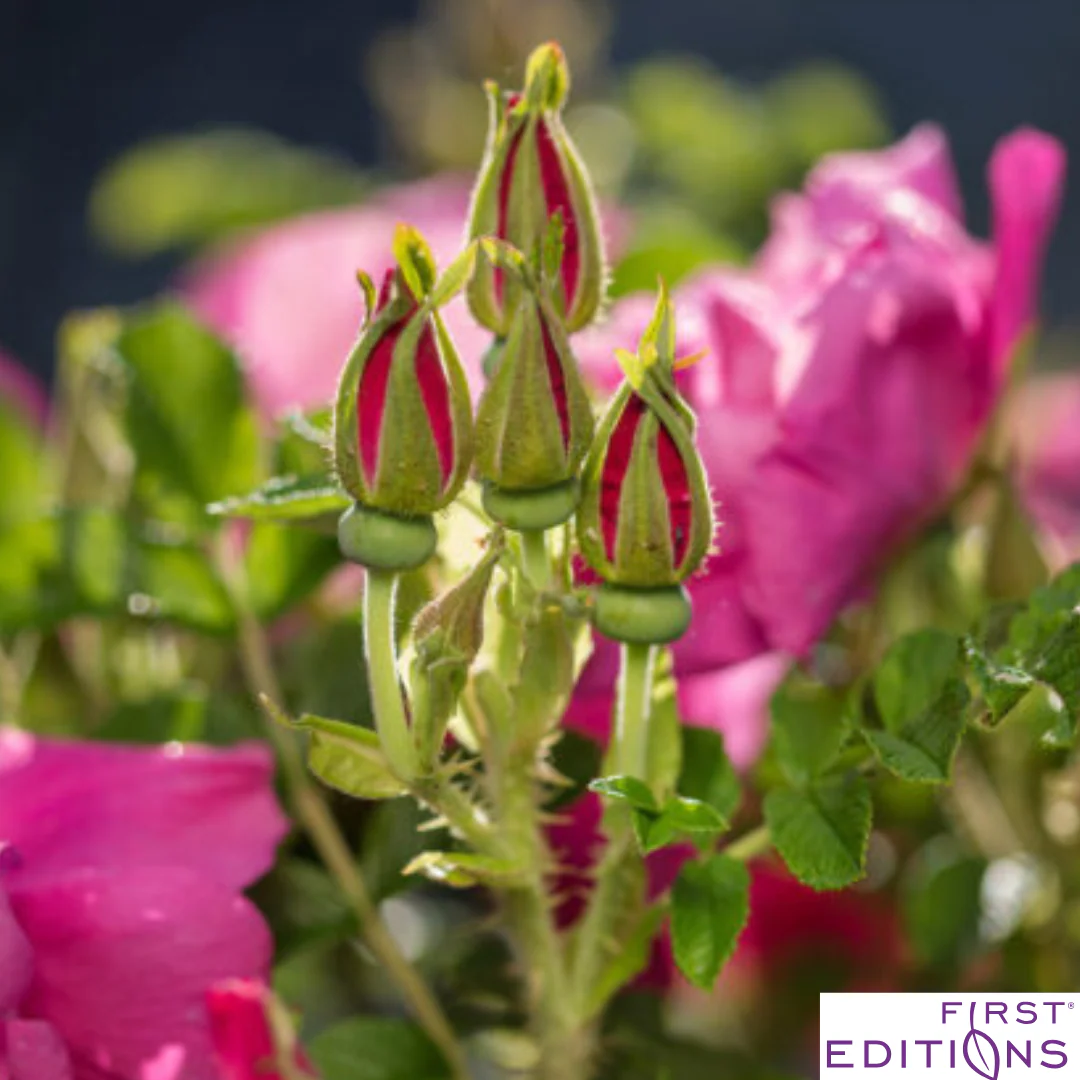 Lotty's Love Rugosa Rose | Rosa rugosa - Image 6