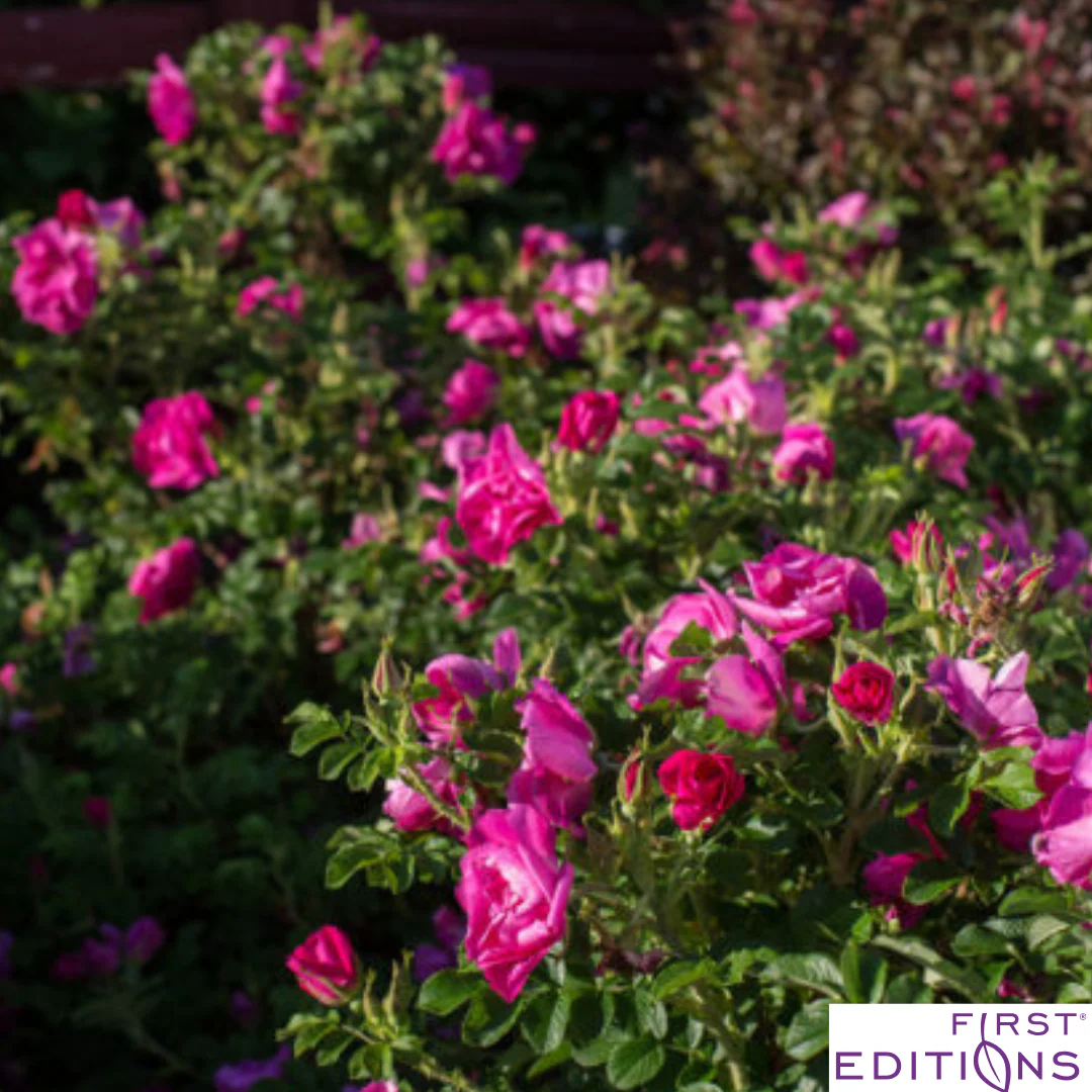 Lotty's Love Rugosa Rose | Rosa rugosa - Image 7