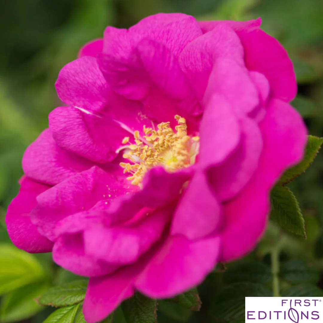 Lotty's Love Rugosa Rose | Rosa rugosa - Image 8