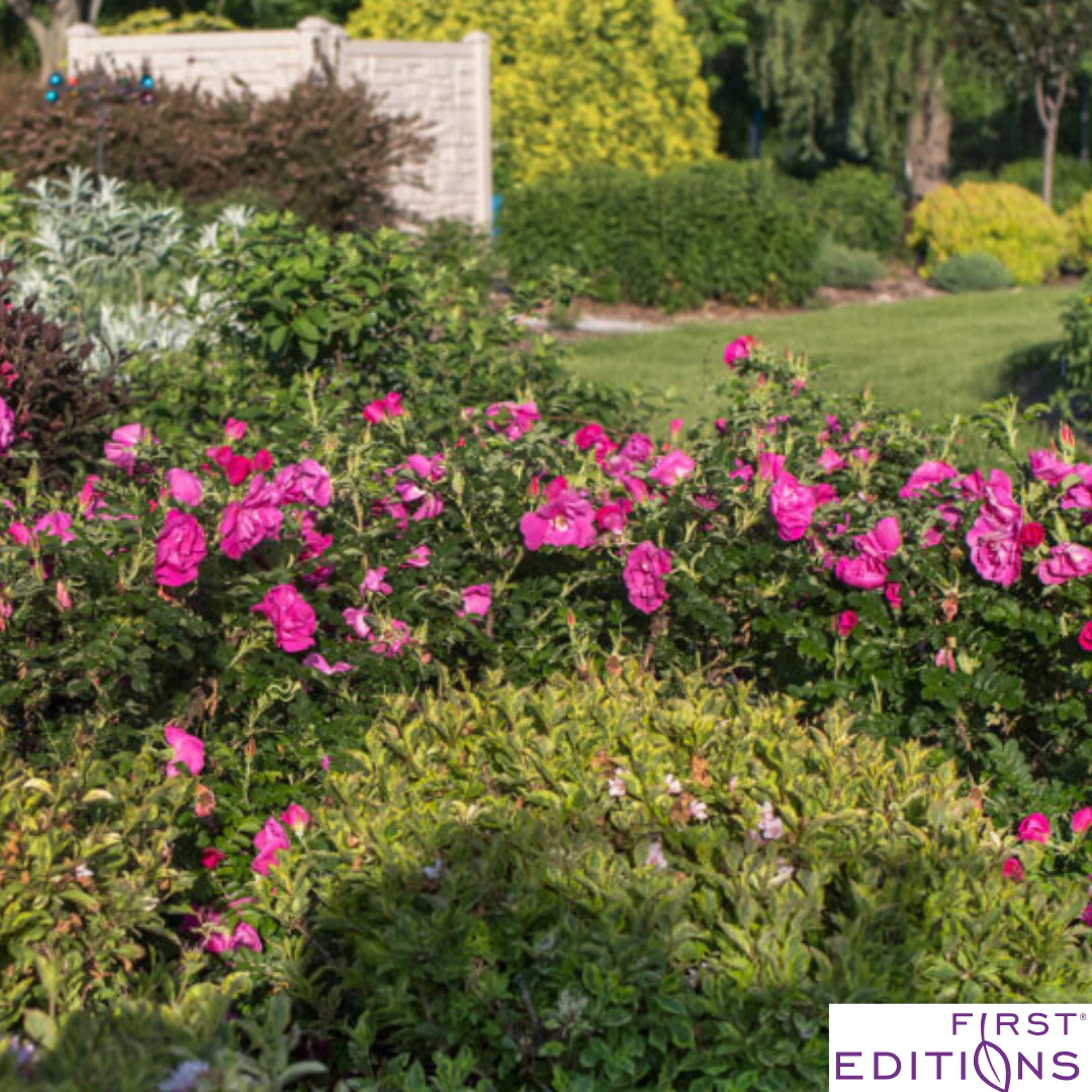 Lotty's Love Rugosa Rose | Rosa rugosa - Image 9
