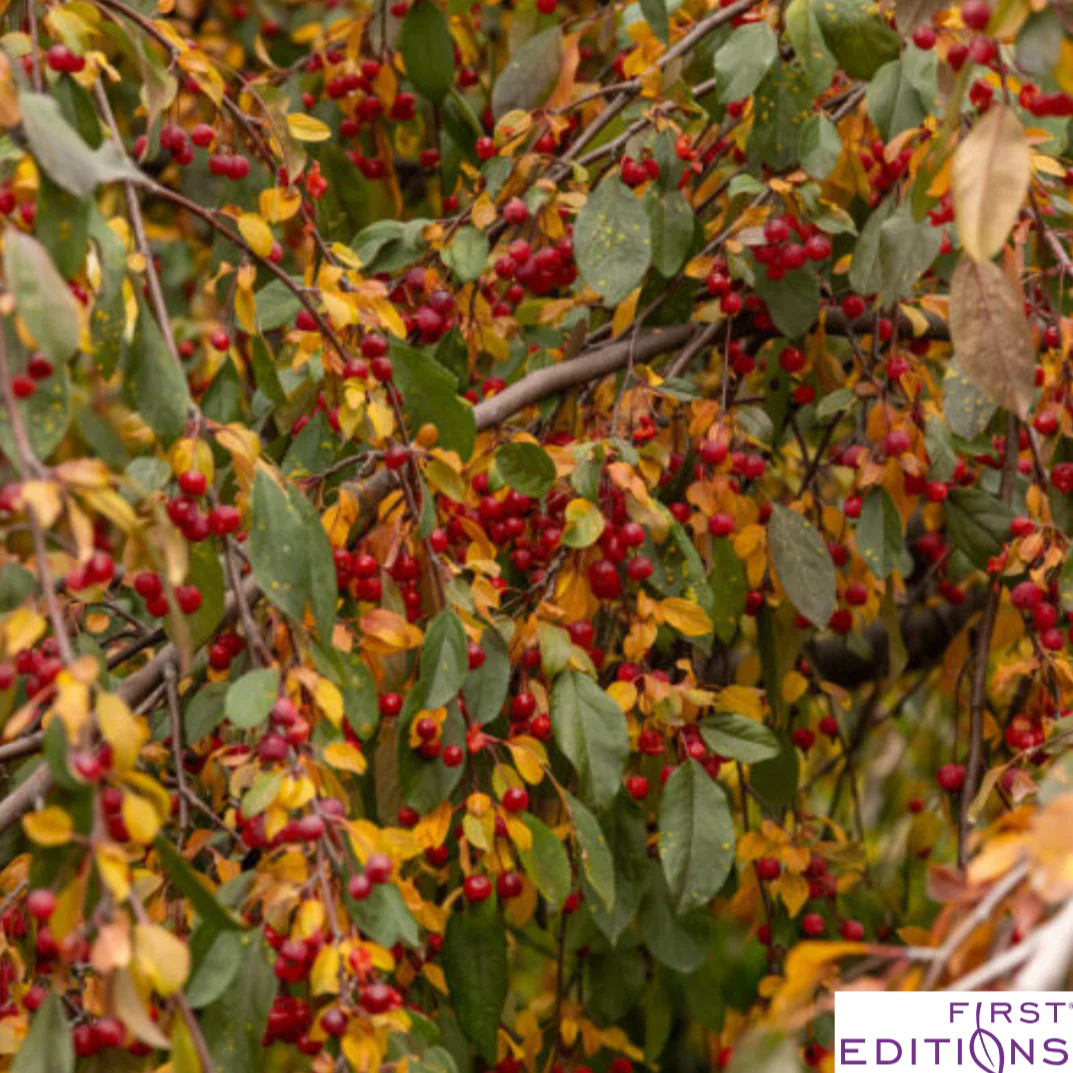 Ruby Tears Weeping Crabapple | Malus 'Bailears' - Image 3