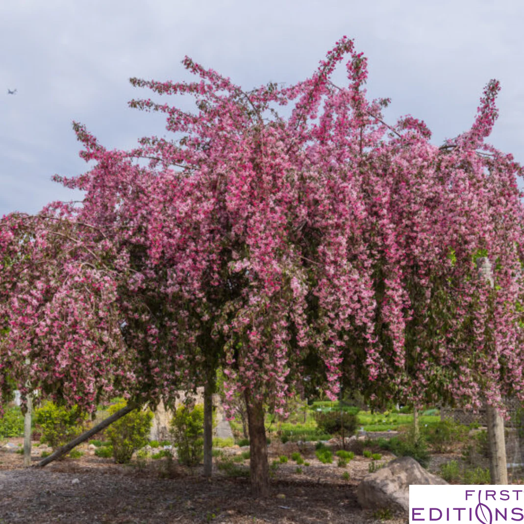 Ruby Tears Weeping Crabapple | Malus 'Bailears' - Image 4