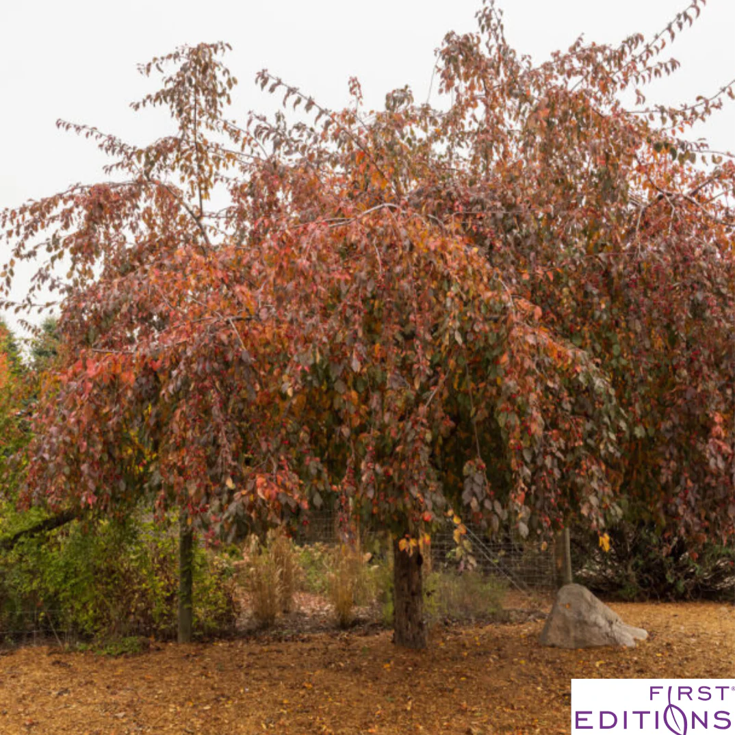 Ruby Tears Weeping Crabapple | Malus 'Bailears' - Image 5