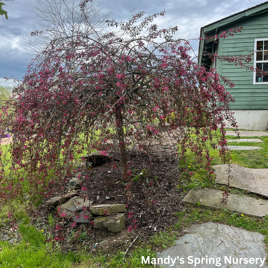 Ruby Tears Weeping Crabapple | Malus 'Bailears' - Image 6