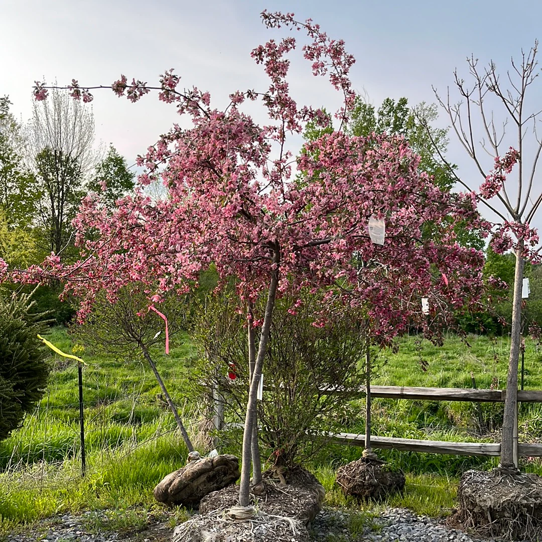 Ruby Tears Weeping Crabapple | Malus 'Bailears' - Image 7