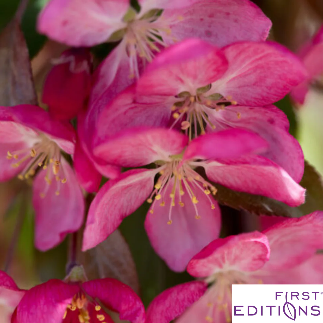 Ruby Tears Weeping Crabapple | Malus 'Bailears' - Image 8
