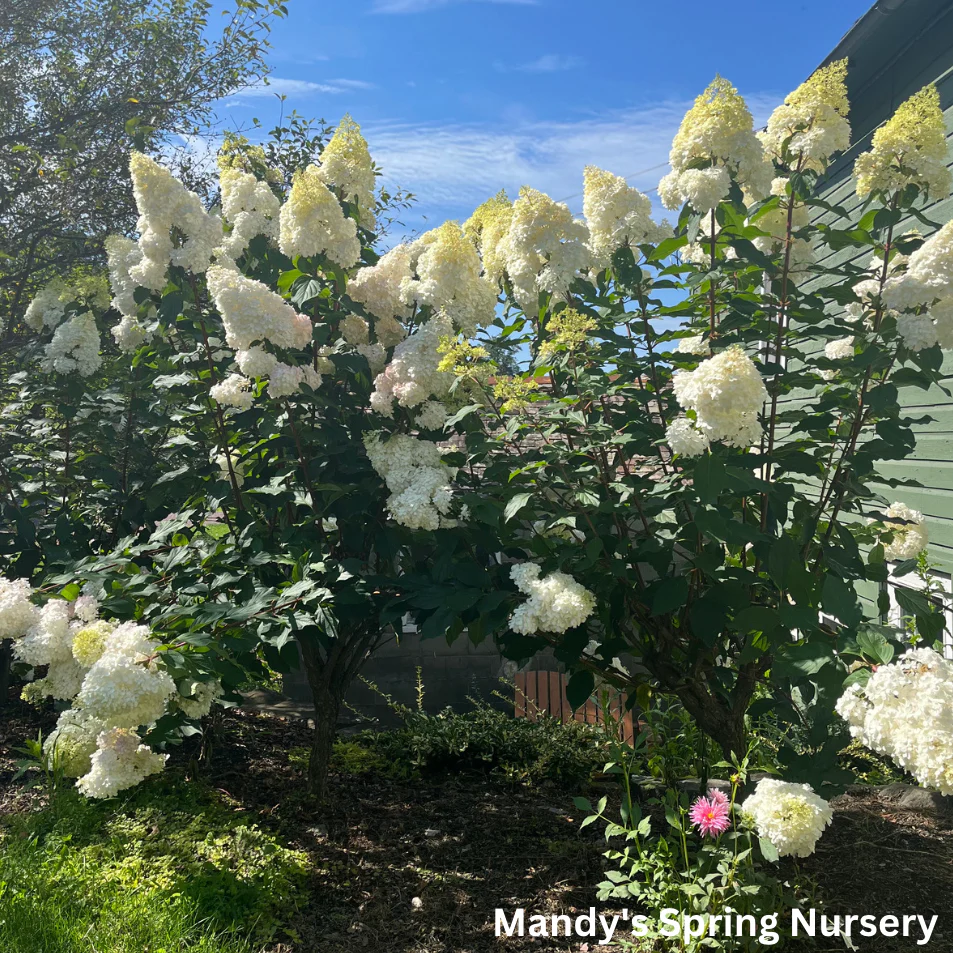 Vanilla Strawberry Hydrangea Tree | Hydrangea paniculata 'Renhy' - Image 3