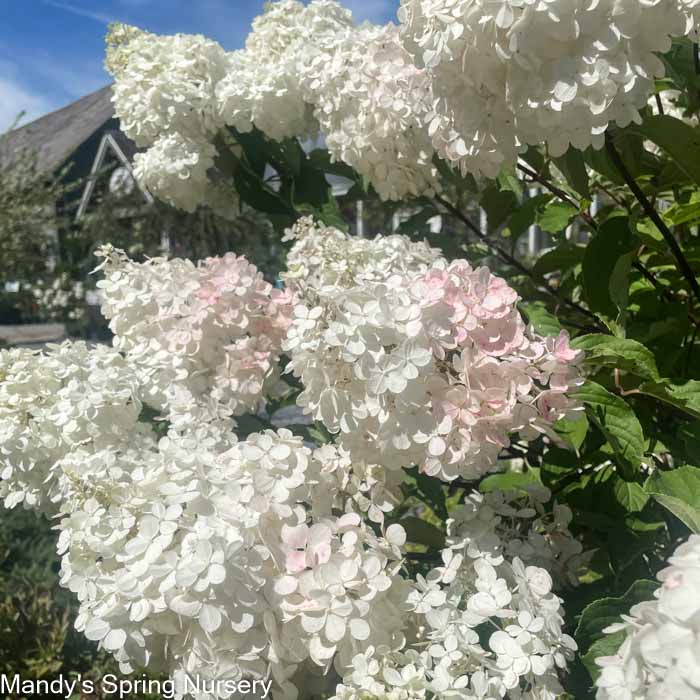 Vanilla Strawberry Hydrangea Tree | Hydrangea paniculata 'Renhy' - Image 4