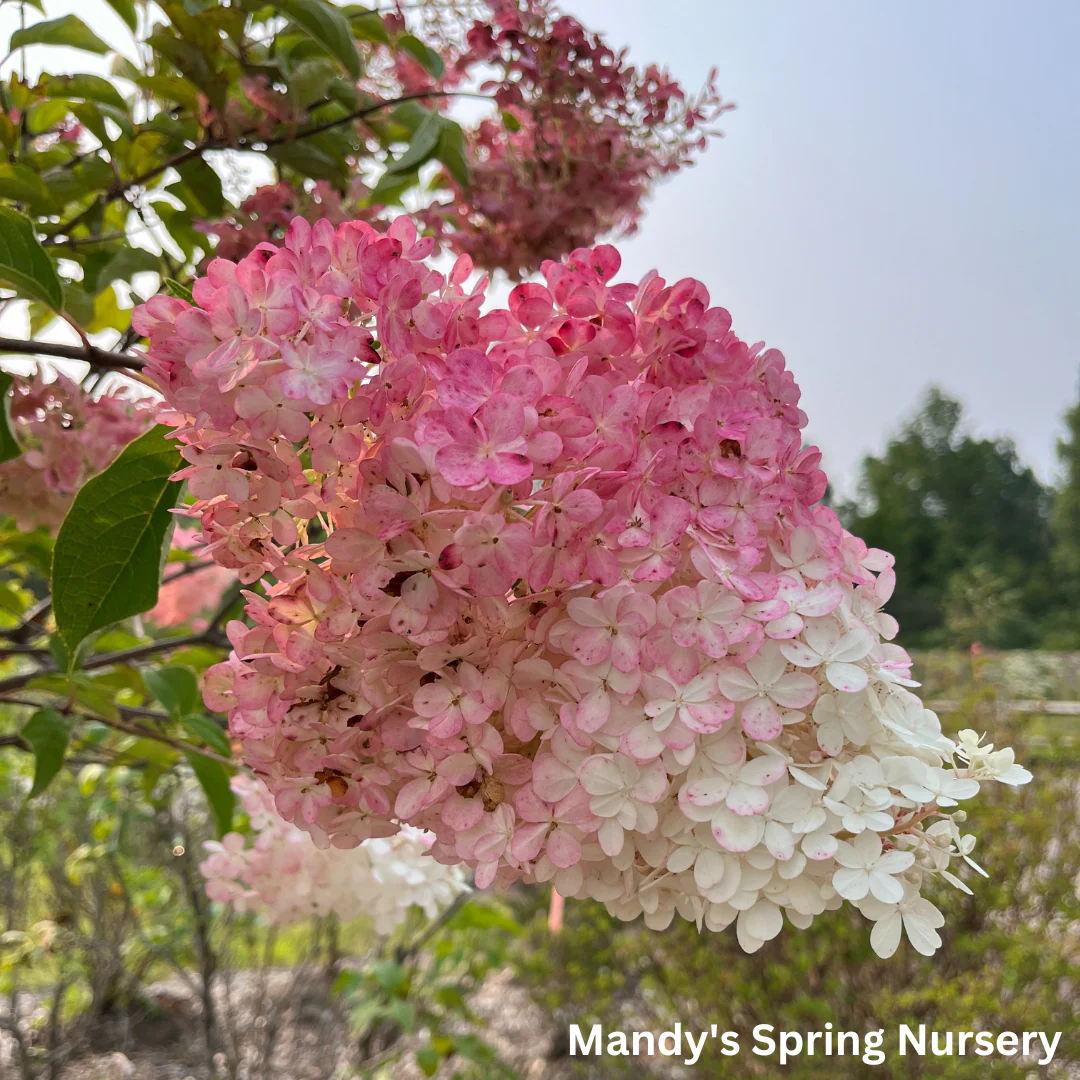 Vanilla Strawberry Hydrangea Tree | Hydrangea paniculata 'Renhy' - Image 5