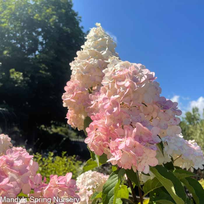 Vanilla Strawberry Hydrangea Tree | Hydrangea paniculata 'Renhy' - Image 6