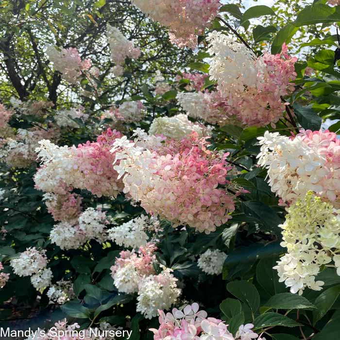 Vanilla Strawberry Hydrangea Tree | Hydrangea paniculata 'Renhy' - Image 7