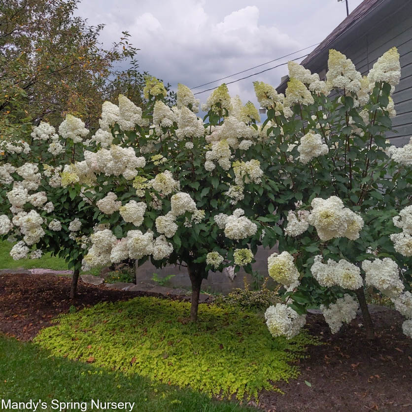 Vanilla Strawberry Hydrangea Tree | Hydrangea paniculata 'Renhy' - Image 8