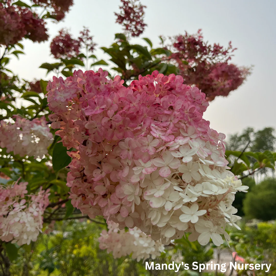 Vanilla Strawberry Hydrangea Tree | Hydrangea paniculata 'Renhy' - Image 9