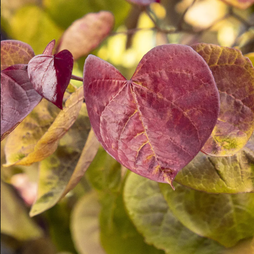 Flame Thrower® Redbud | Cercis canadensis - Image 5