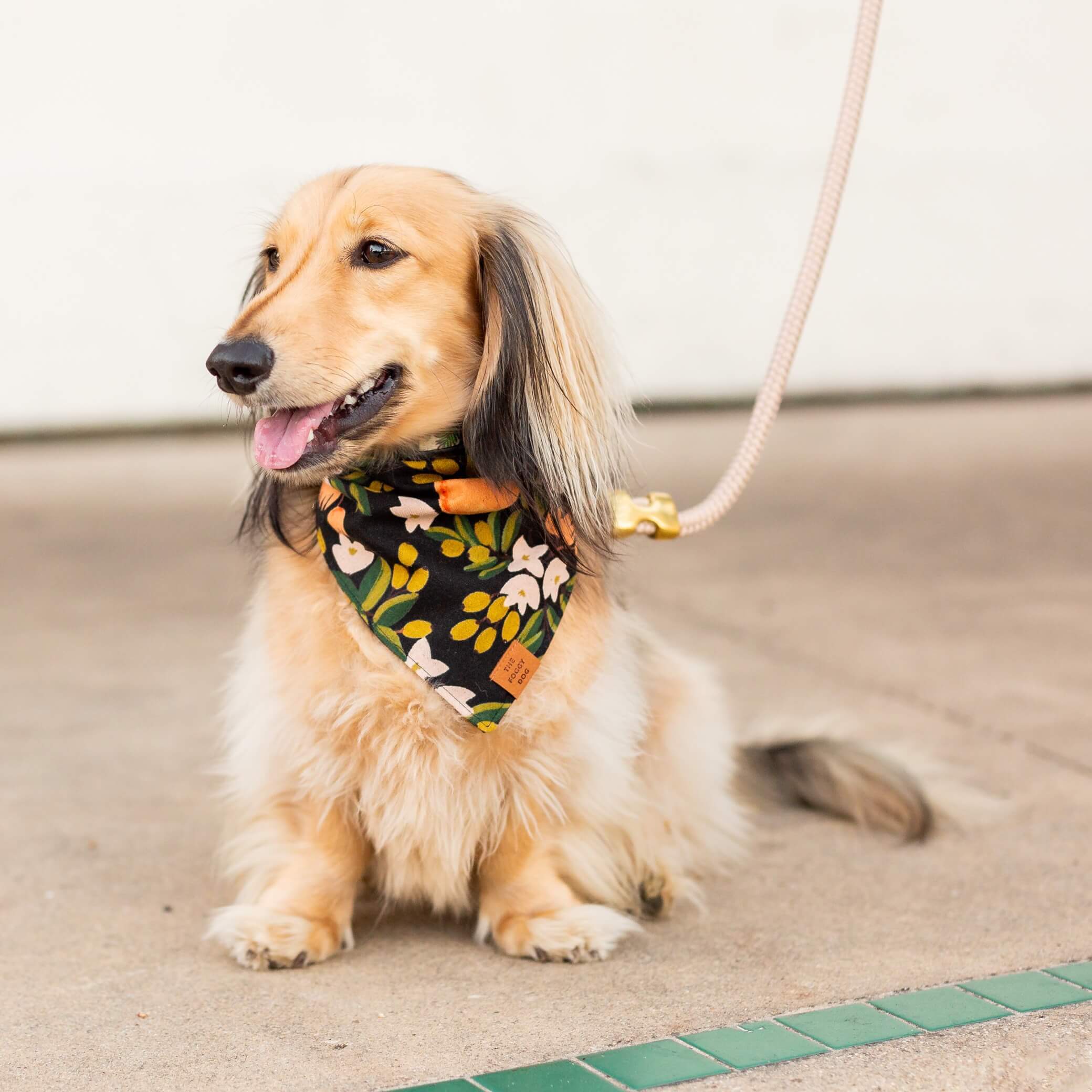 Flax Marine Rope Dog Leash - Image 4