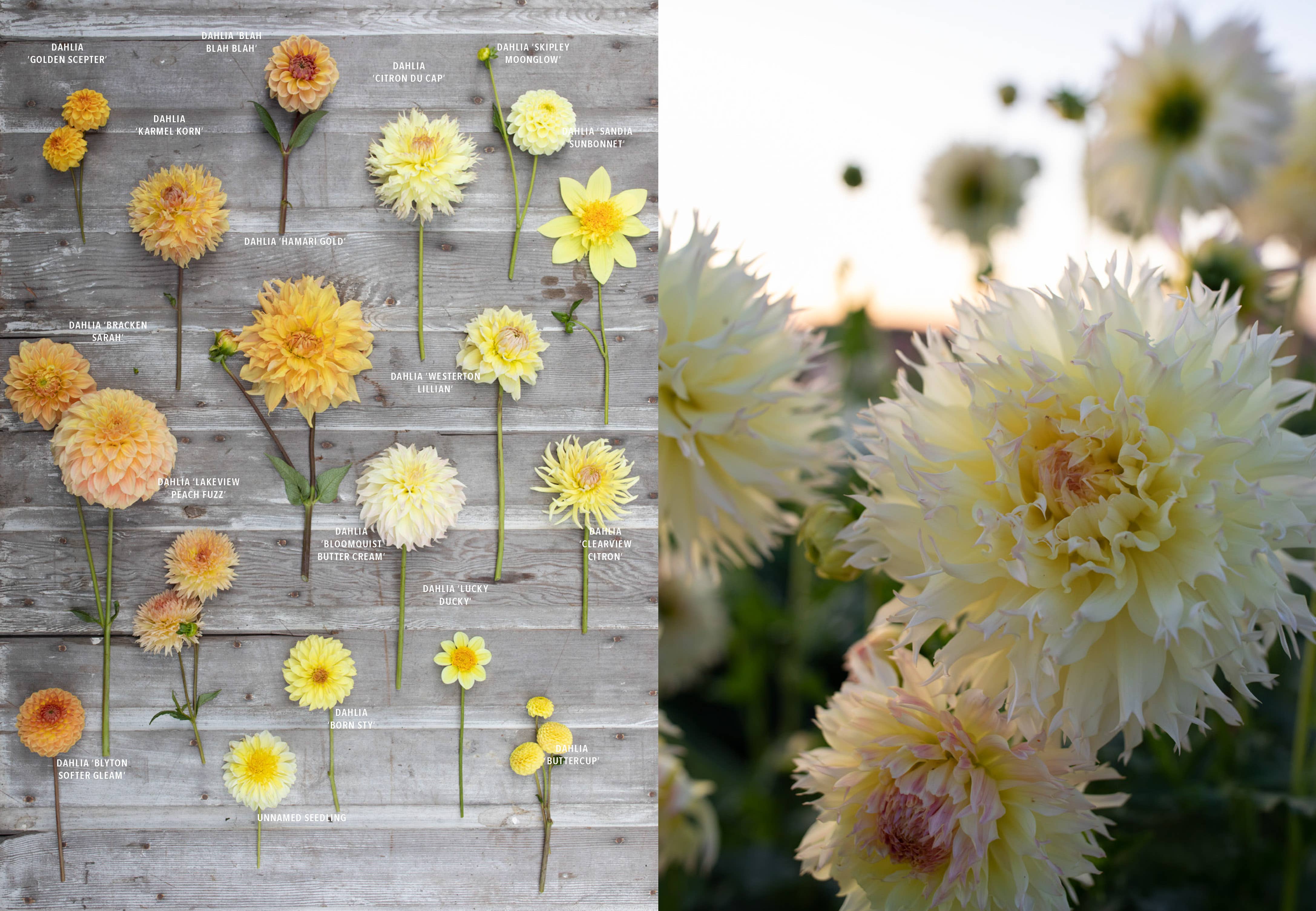 Floret Farm's Discovering Dahlias - Image 10
