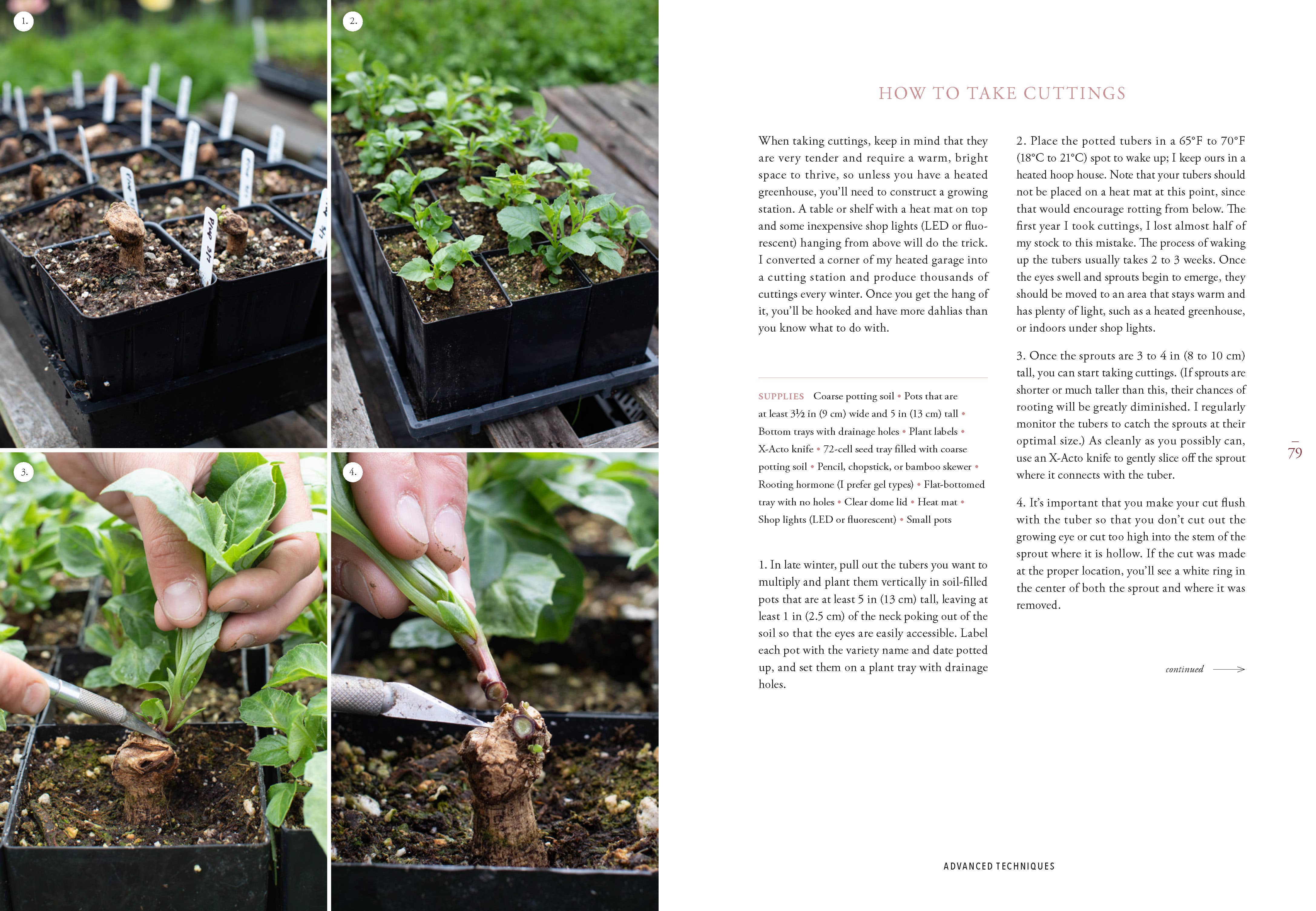 Floret Farm's Discovering Dahlias - Image 11