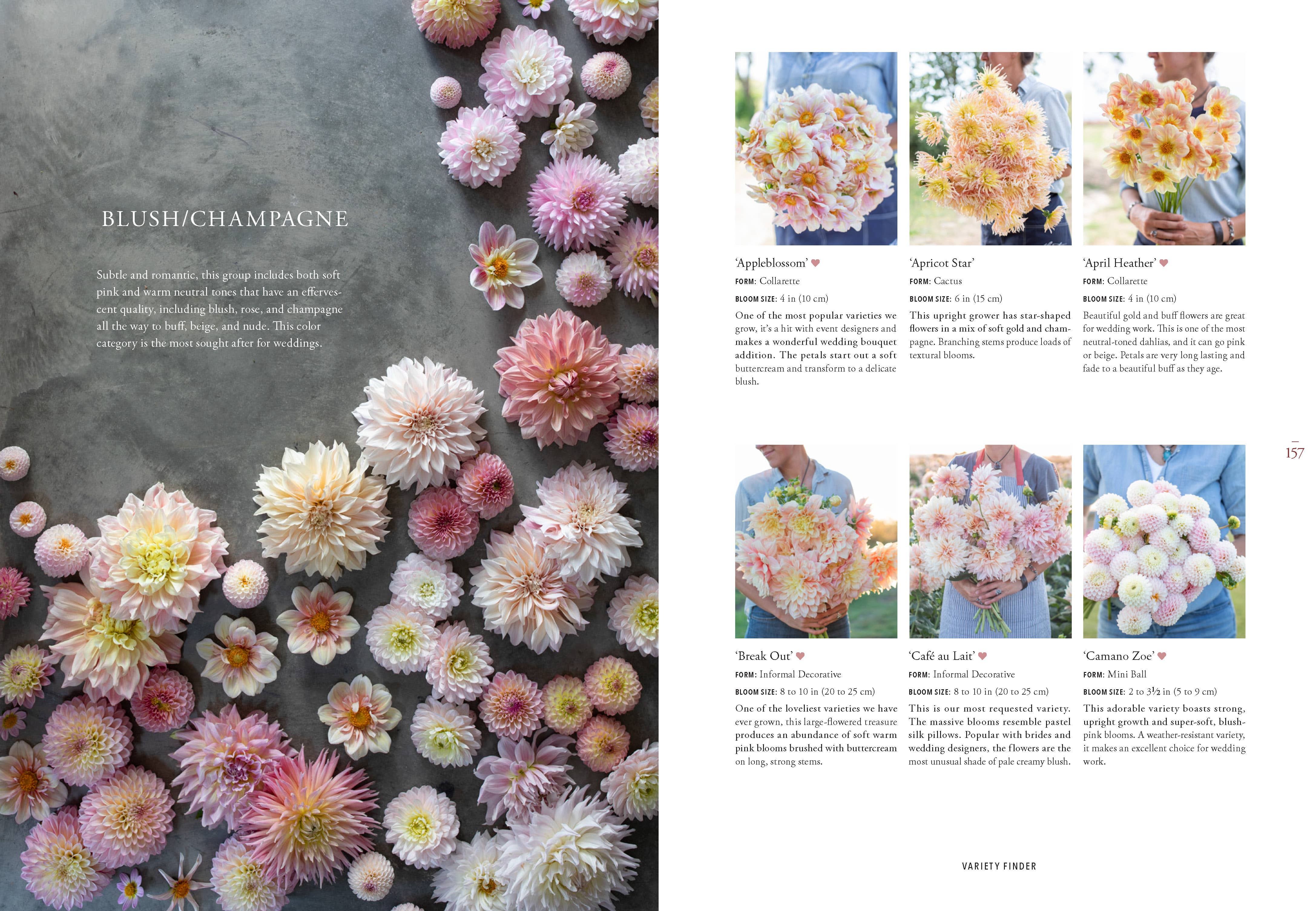 Floret Farm's Discovering Dahlias - Image 12