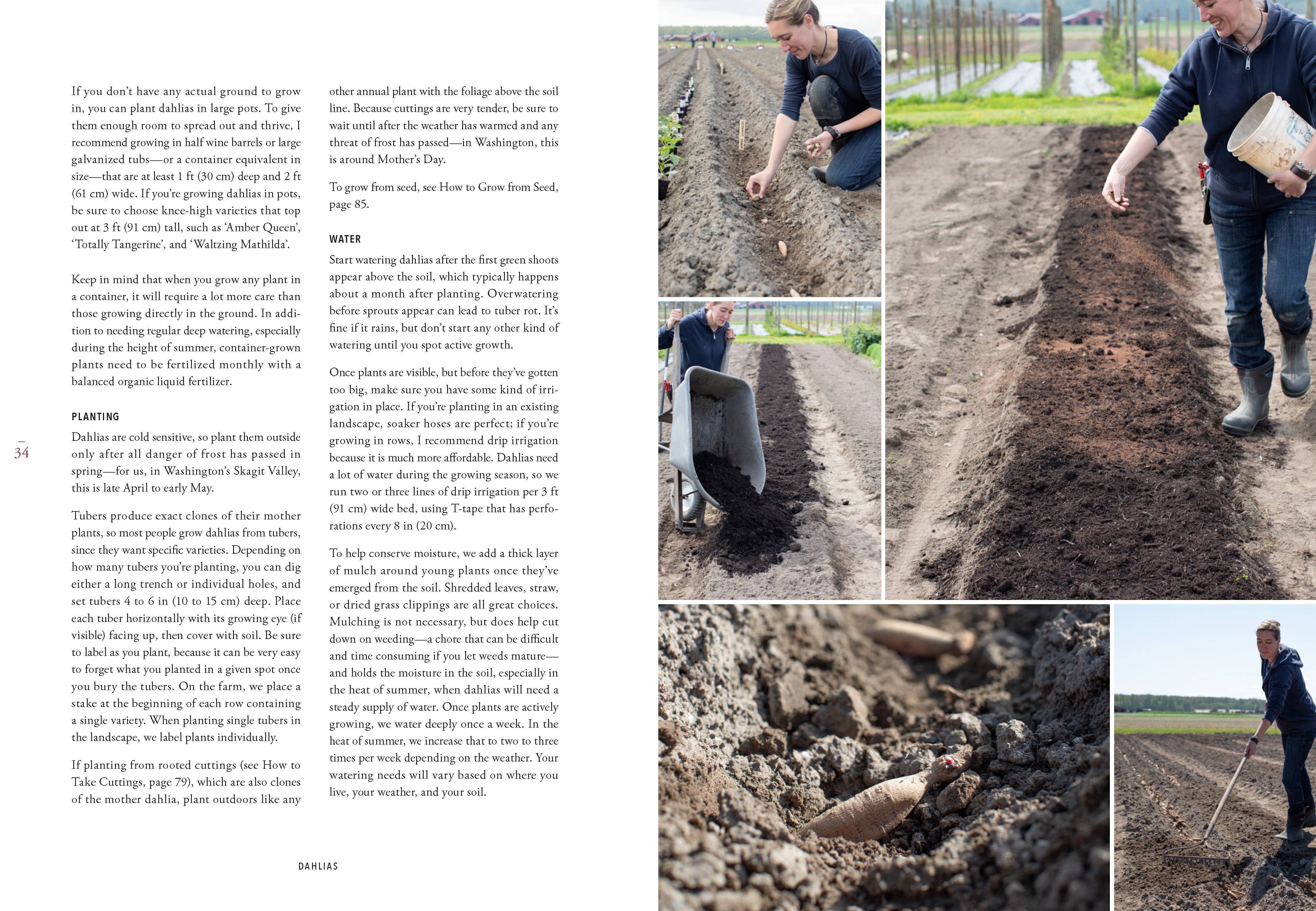 Floret Farm's Discovering Dahlias - Image 14