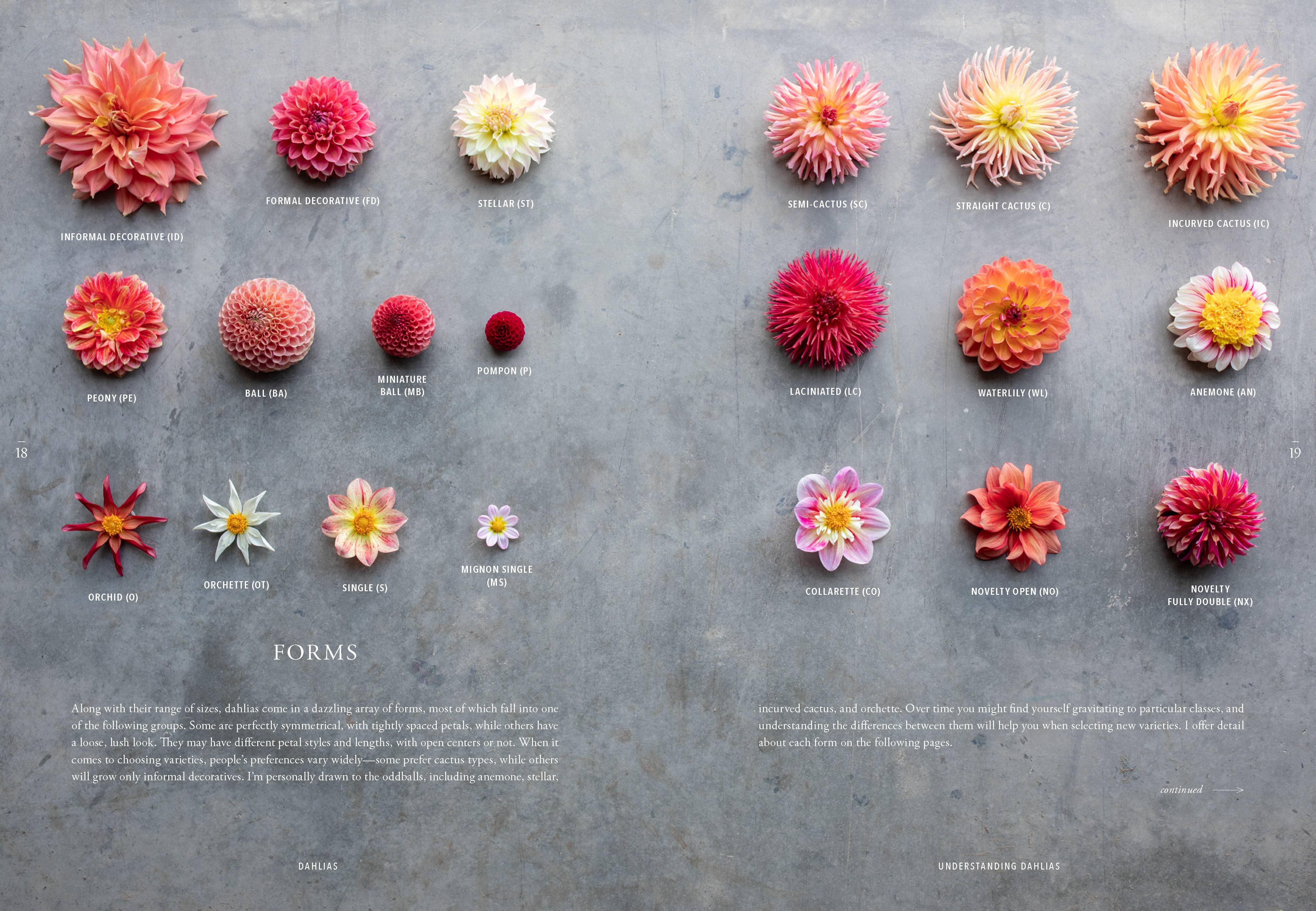 Floret Farm's Discovering Dahlias - Image 16
