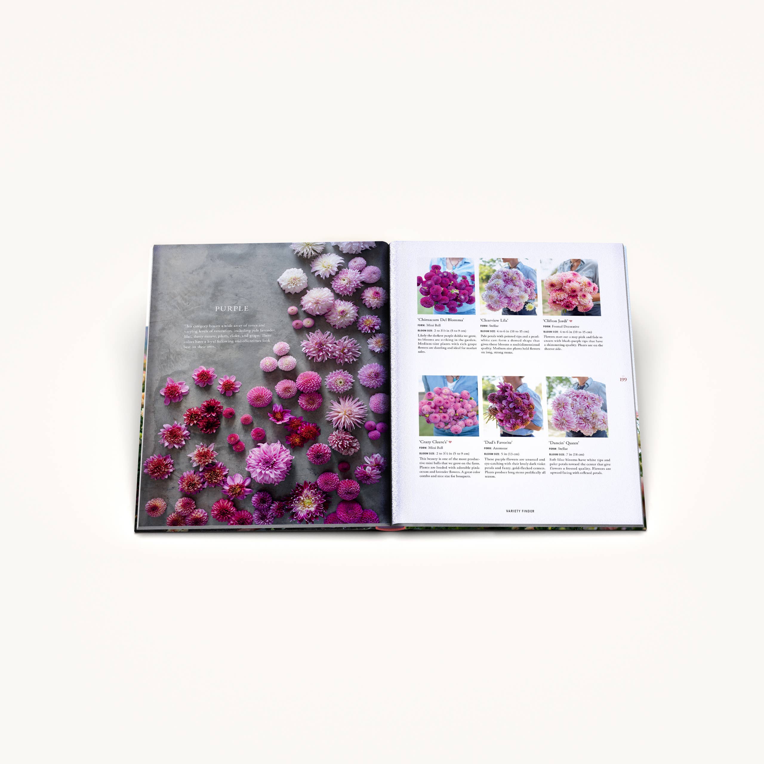 Floret Farm's Discovering Dahlias - Image 5