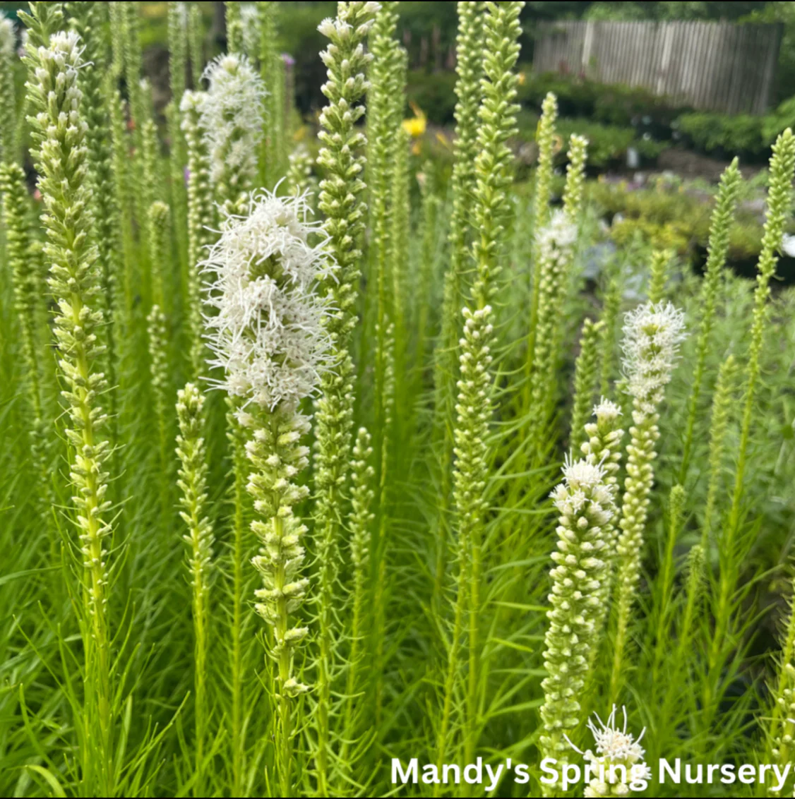 'Floristan White' Gayfeather | Liastris spicata - Image 3