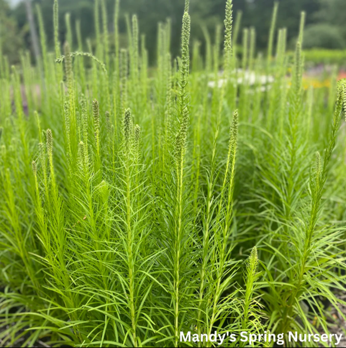 'Floristan White' Gayfeather | Liastris spicata - Image 4