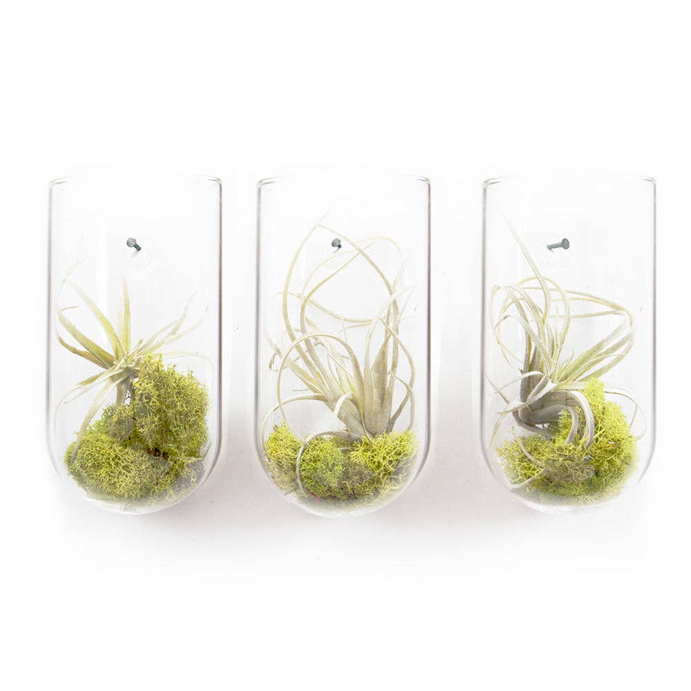 Flower Vase Clear Glass With Hole For Wall Mounting - Image 2