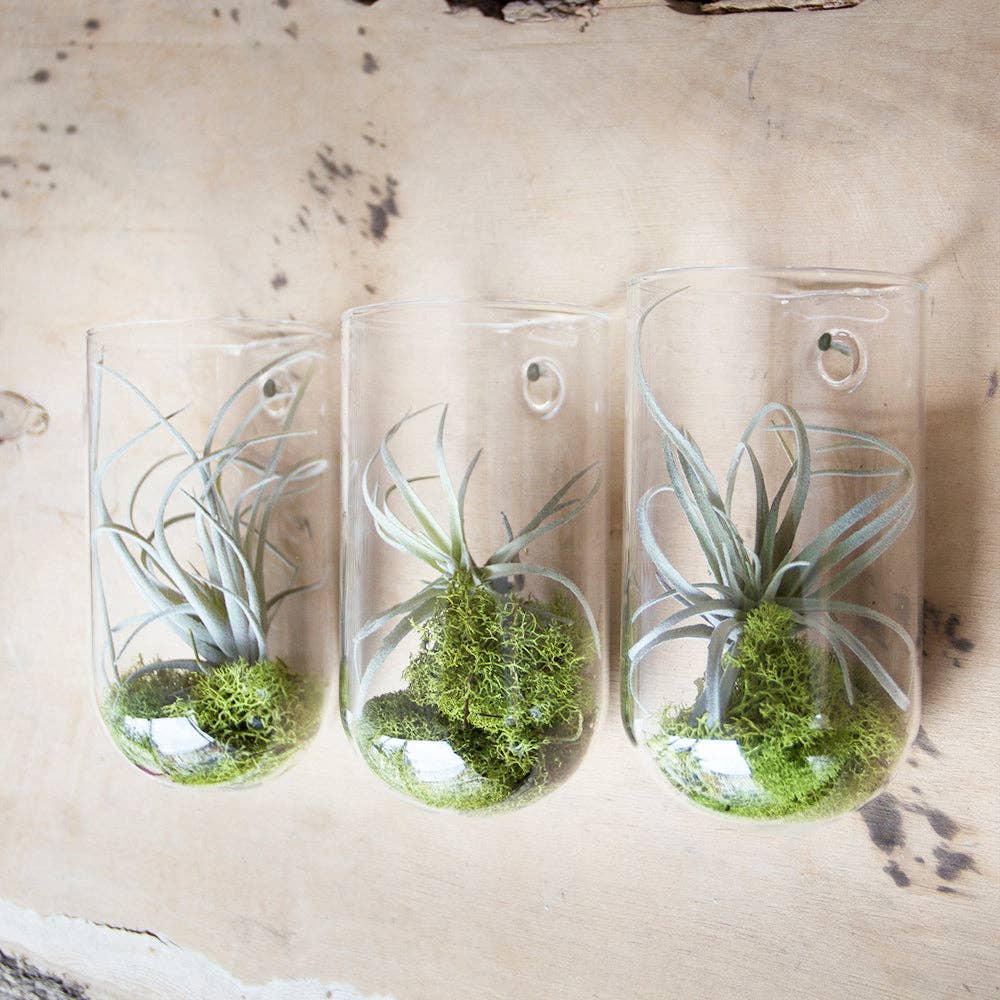 Flower Vase Clear Glass With Hole For Wall Mounting - Image 6