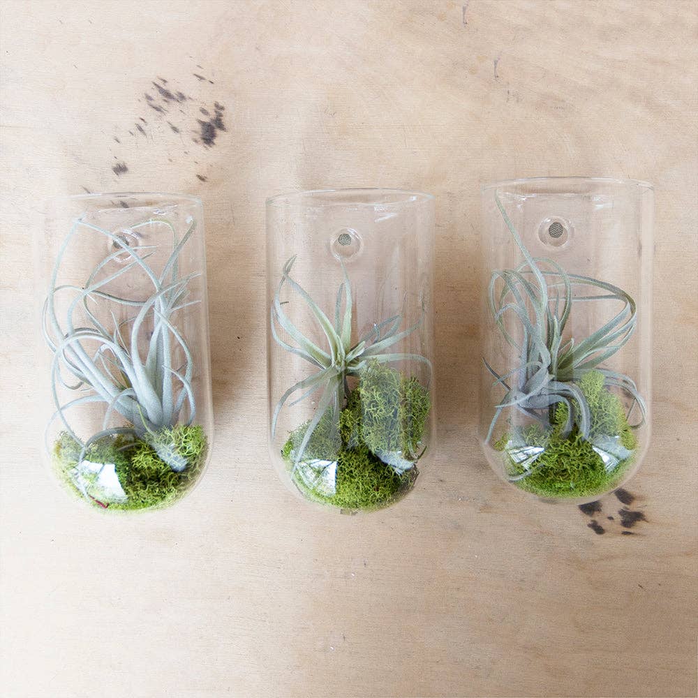 Flower Vase Clear Glass With Hole For Wall Mounting - Image 8