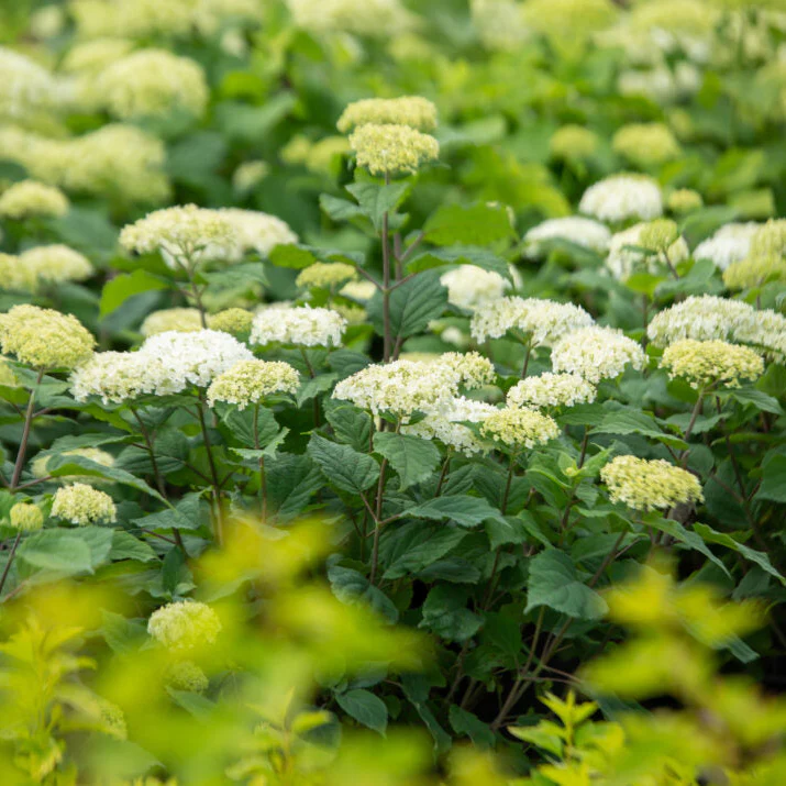 FlowerFull® Smooth Hydrangea | Hydrangea arborescens - Image 2