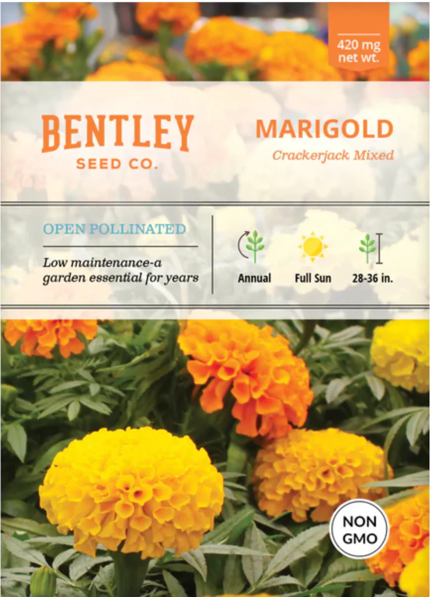 Marigold 'Crackerjack' Mixed Colors - Flower Seeds - Image 2