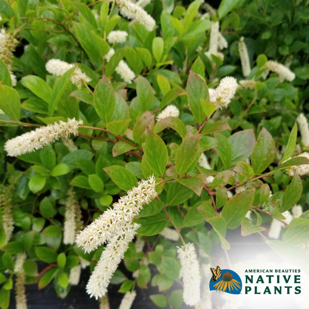Fountains Of Rouge Sweetspire | Itea virginica - Image 2