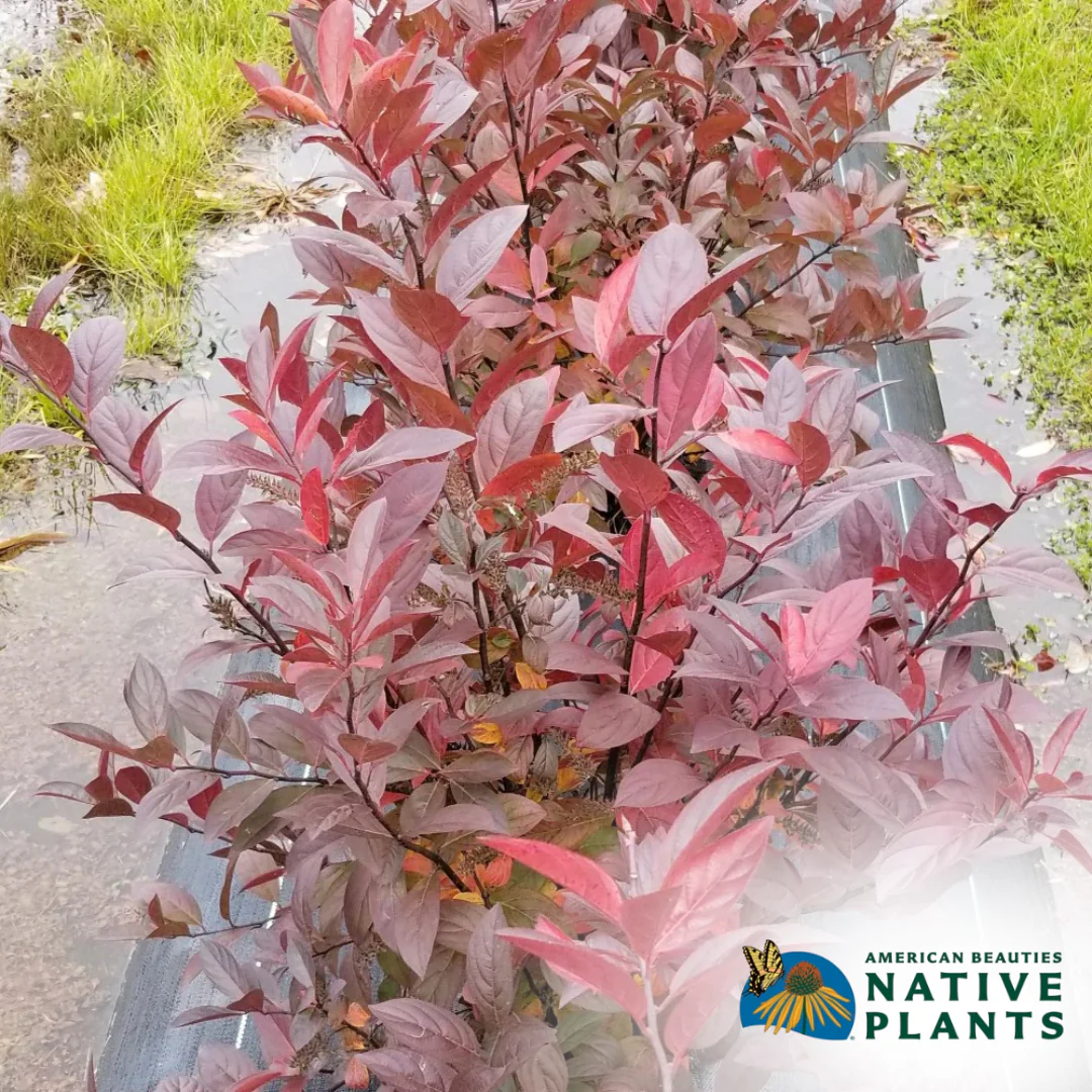 Fountains Of Rouge Sweetspire | Itea virginica - Image 3