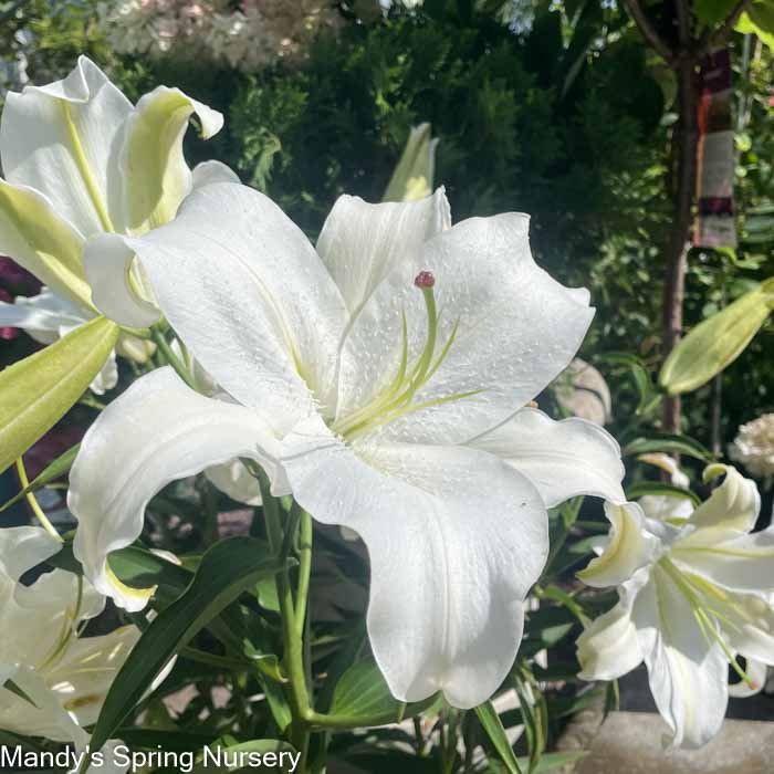 Casa Blanca Fragrant Lily | Lilium Oriental - Image 2