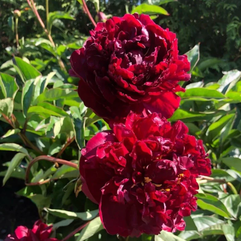 Francis Ortegot Peony | Paeonia 'Francis Ortegot' - Image 2