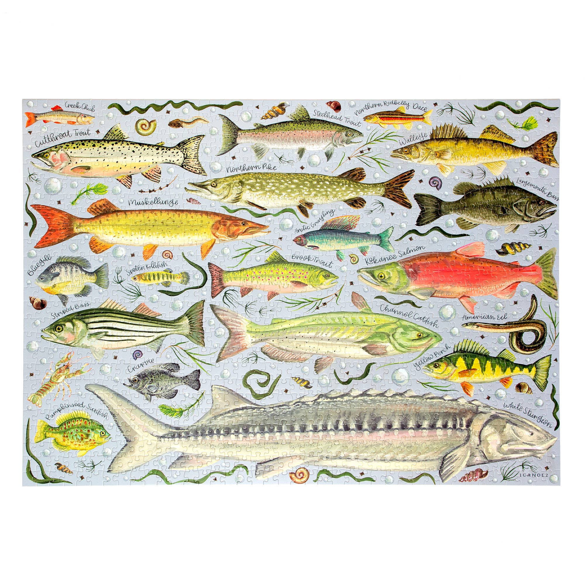 Freshwater Fish - 1,000 Piece Jigsaw Puzzle - Image 4