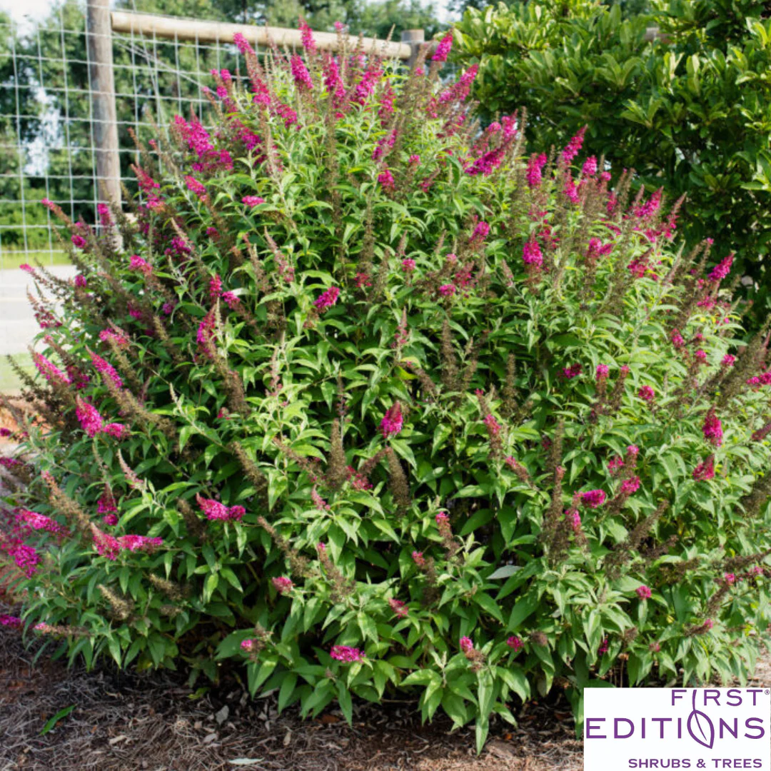Funky Fuchsia Butterfly Bush | Buddleia davidii - Image 2