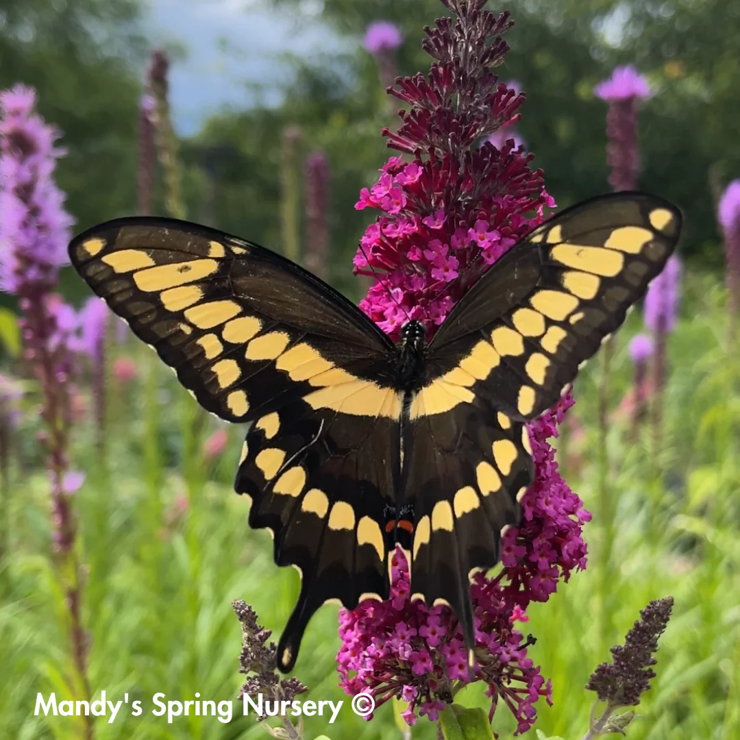 Funky Fuchsia Butterfly Bush | Buddleia davidii - Image 3