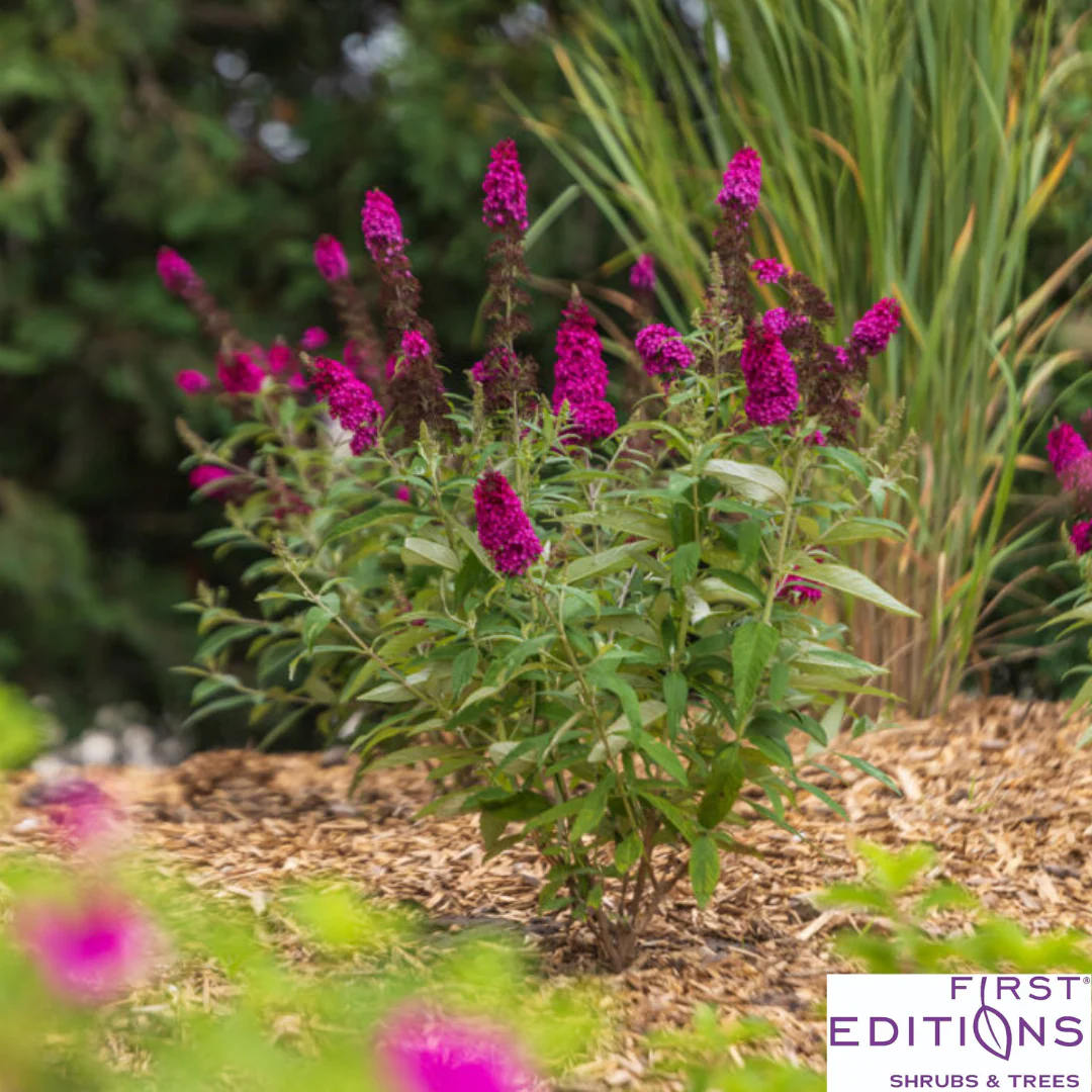 Funky Fuchsia Butterfly Bush | Buddleia davidii - Image 4